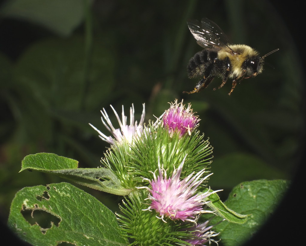 Bunble Bee Flying off of a Thistle Flowerhead DSCF3446