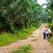 Oil Palm work