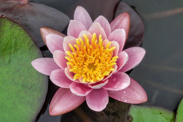 Stunning Waterlily with drops