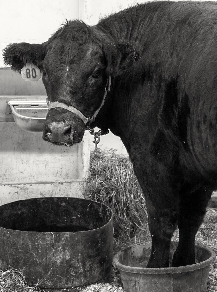 Cow in a bucket. Tanana Valley Fair 2017