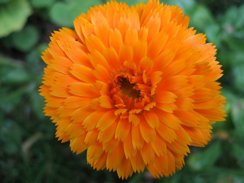 22 orangeflower 