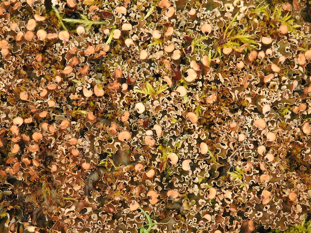 cf dog lichen Peltigera indet peltigeraceae
