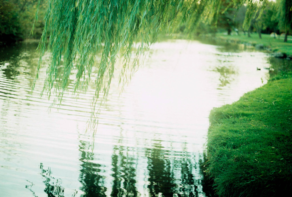 Down by the Water, Under the Willow