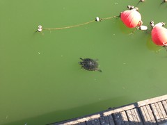Turtle in EUR lake, Rome