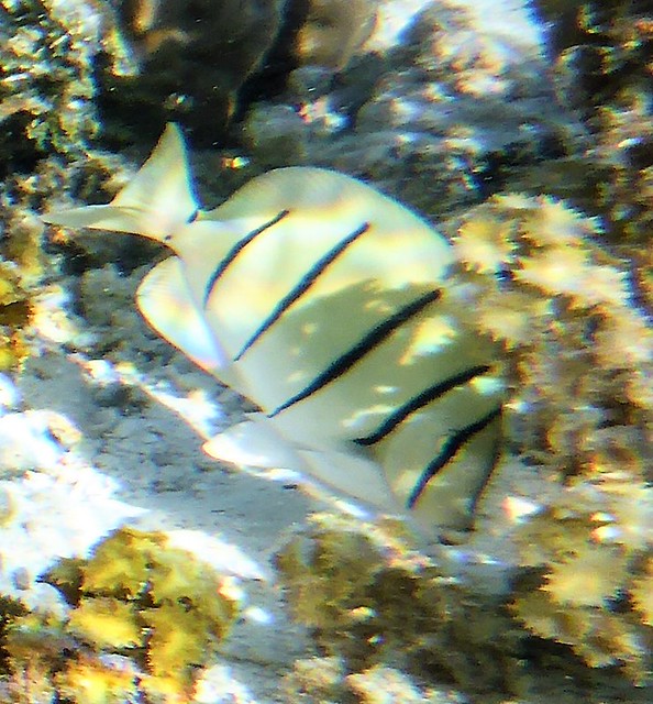 Acanthurus triostegus (Convict Surgeonfish)