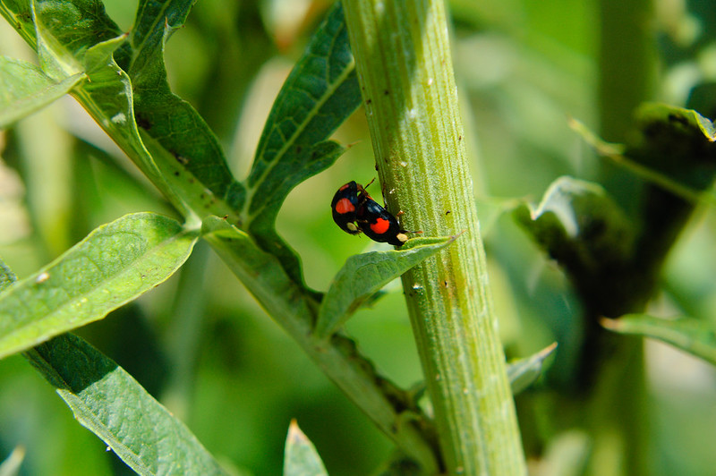 Ladybirds mating, artichoke stem