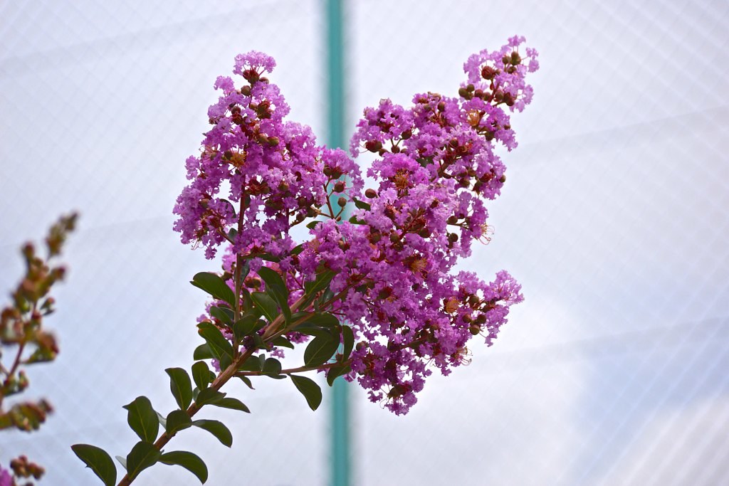 花フェンス 2 Flower Fence 2 Lagerstroemia Indica 2 お散歩 ６２０ 福栄 Flickr