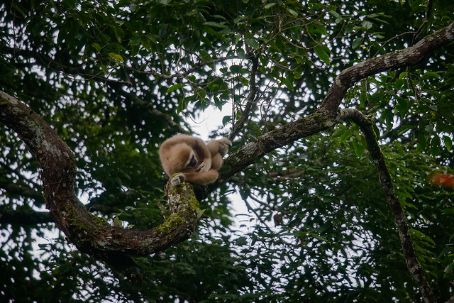 Lar gibbon, White-handed gibbon - Kaeng Krachan National Park