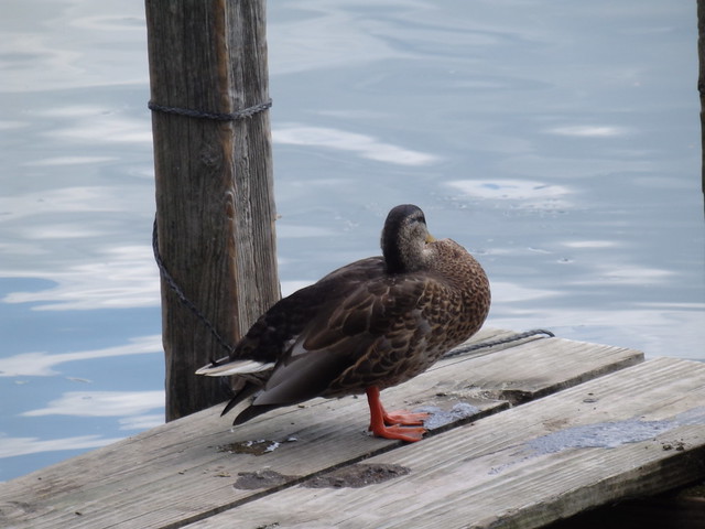 Duck hanging about on a pier