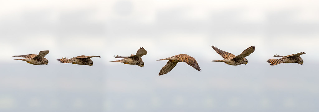Kestrel (Falco tinnunculus) hovering in flight