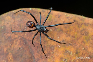 Comb-footed spider (Steatoda sp.) - DSC_9678