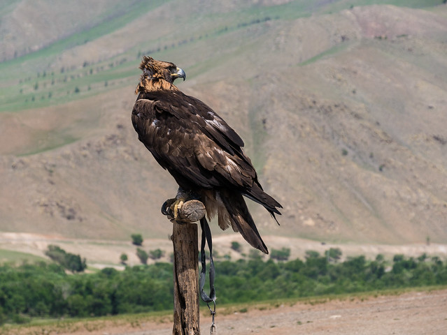 Eagle hunting - Mongolia