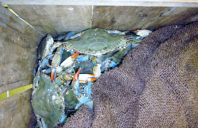 Callinectes sapidus --  Blue Crabs at a local Chinese market 4551