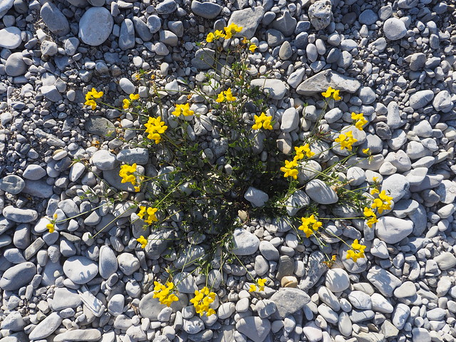 © Yellow Flower on Pebble Beach Nature Summer – Gelbe Blume Kieselstrand Natur