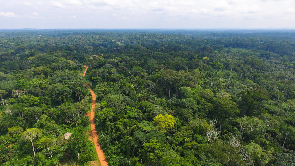 Aerial view of a forest in Cameroon.