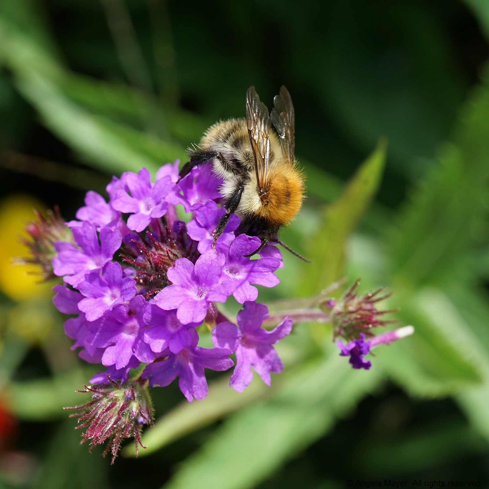 Bumblebee on Flower