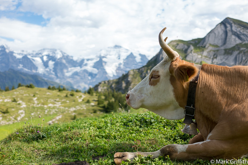 Cow Portrait