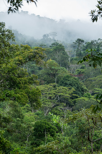 forests landscape rainforest forest rainforests tropicalforests landscapes climatechange trees satipupruwinsya junín peru pe