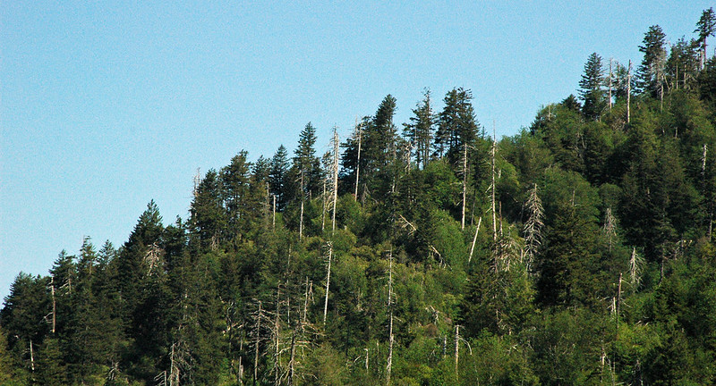 Blue Ridge with spruce-fir forest (Great Smoky Mountains, Tennessee, USA) 1
