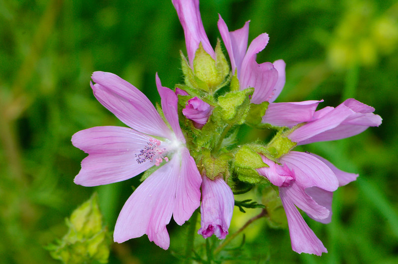 Mallow in flower, Barley Field