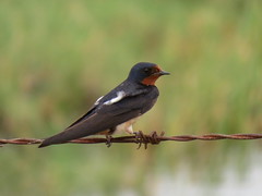 Barn Swallow, Anahuac NWR, TX, 8/1/2017