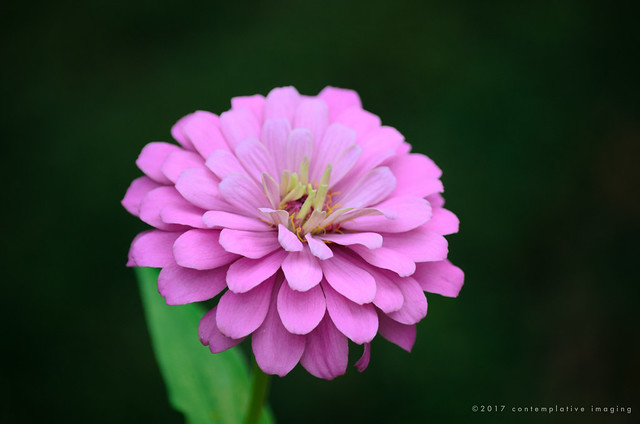 the pink bloom