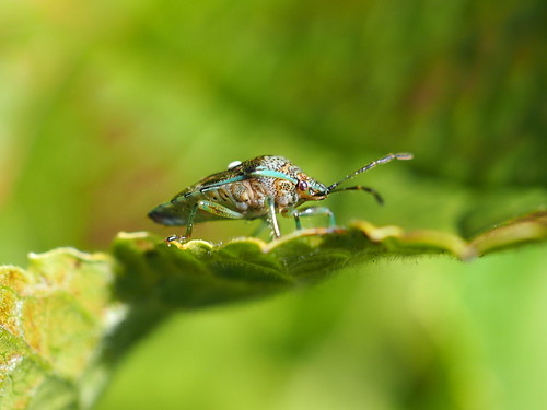 Parent Bug - Elasmucha grisea | by Fred's Uncle