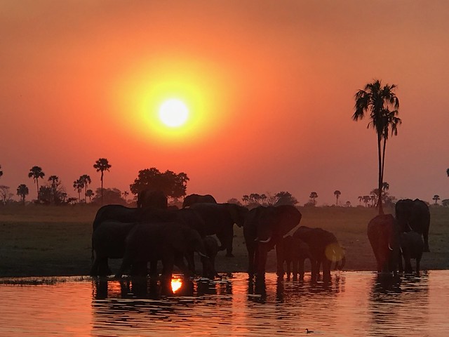 Elephant Sunset Hwange National Park Zimbabwe