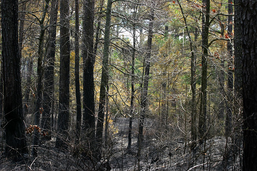 mississippi woods controlledburn lakeenid