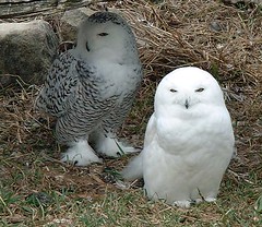 snowy owls | A pair of snowy owls at the Ecomuseum. The Ecom… | Flickr