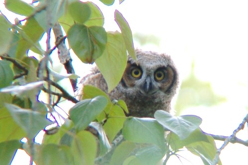 baby_owl_0571 | peekaboo! This one was madly moving its head… | Flickr