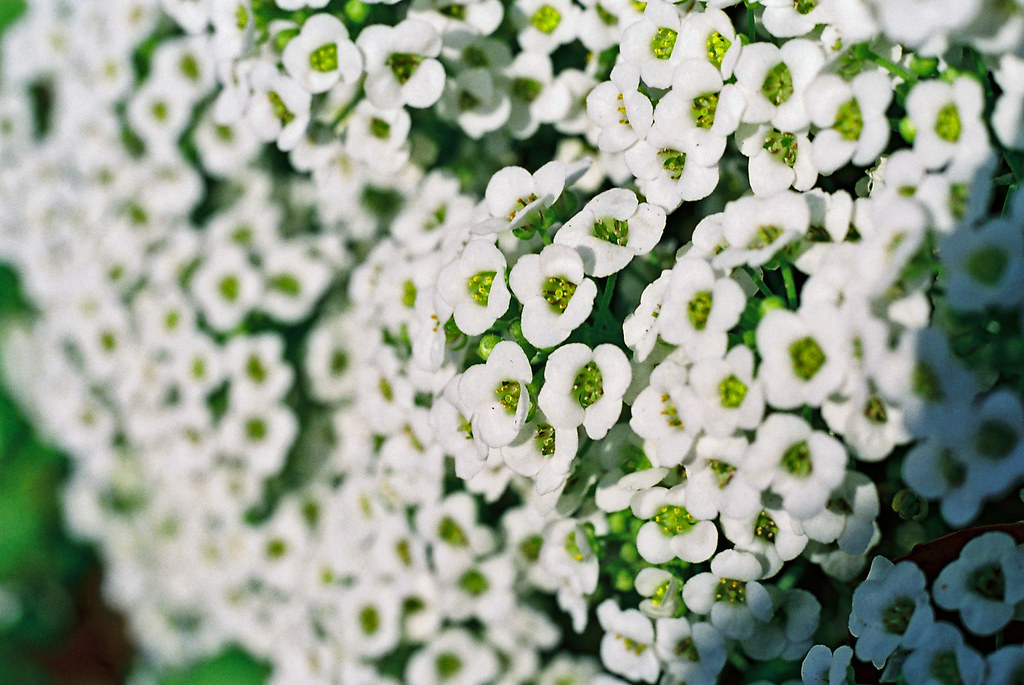 small white