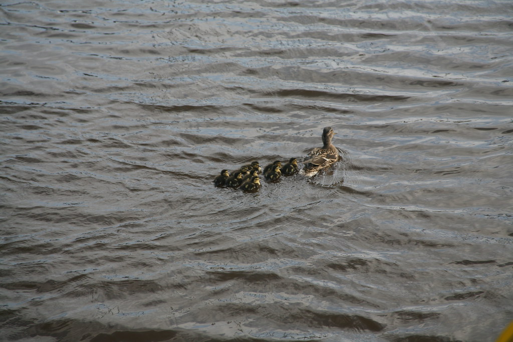 Ducklings in the marina