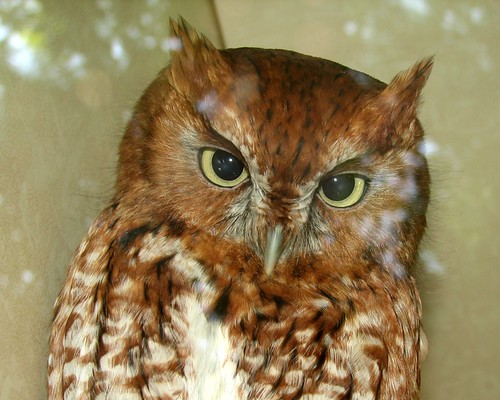 Eastern screech owl | by mimbrava