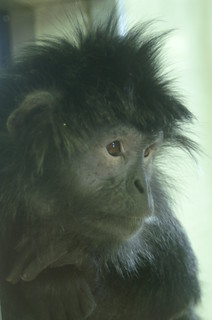 Java Leaf Mankey Javan Langur | aka Java Leaf Monkey These monkeys have perma… | Flickr