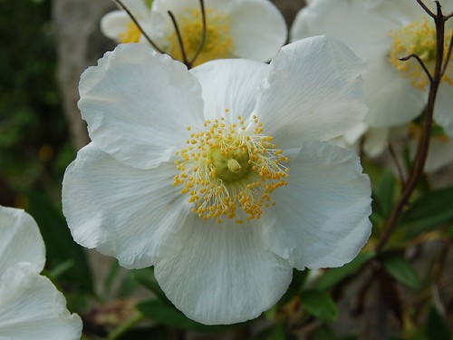 Carpenteria californica 'Ladham's Variety' (Hydrangeaceae)… | Flickr