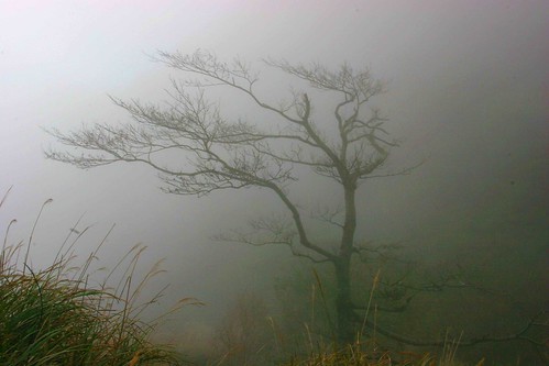 風中之樹\Tree in the Wind by HW.Wang