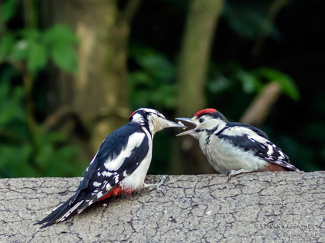 Great-Spotted-Woodpeckers