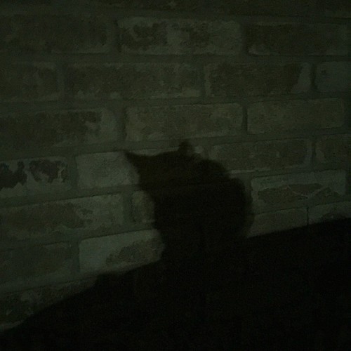 Shadow Cat | by JReyes69