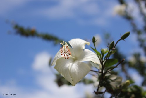 flor vegetal pistilo blanco macrofotografia macro flora cusco peru amazonas selva tropical