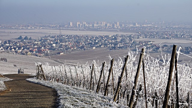 (EXPLORE) Les vignes givrées, Wintzenheim et Colmar  -  The covered in frost vineyards