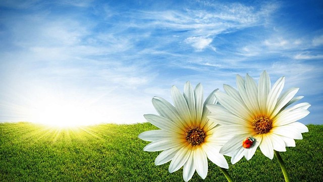 summer flowers wallpaper - Beautiful Flower Pictures Download
