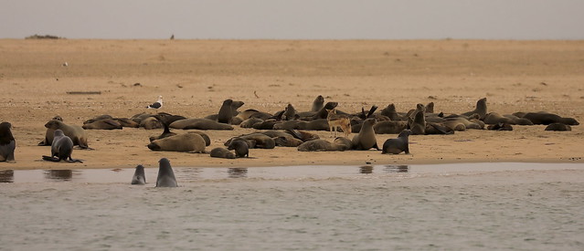 Cape Fur Seals and Jackel Walvis Bay Skeleton Coast Namibia Africa - Explored