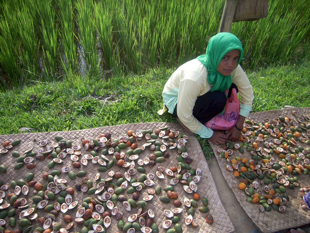 Woman sorting oil palm (Elaeis guineensis) fruits, a Non- timber forest product (NTFP). Indonesia