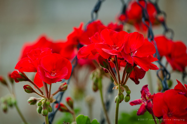 the red flowers of summer