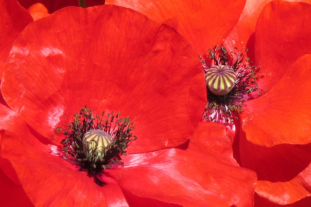 Cropped version of Red poppies Botanical Garden in San Francisco's Golden Gate Park 20170721-141136 C4B