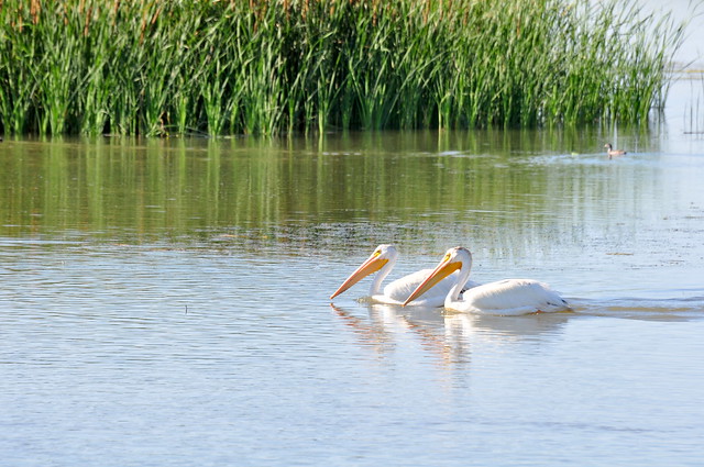 Two White Pelicans floating in the bird refuge
