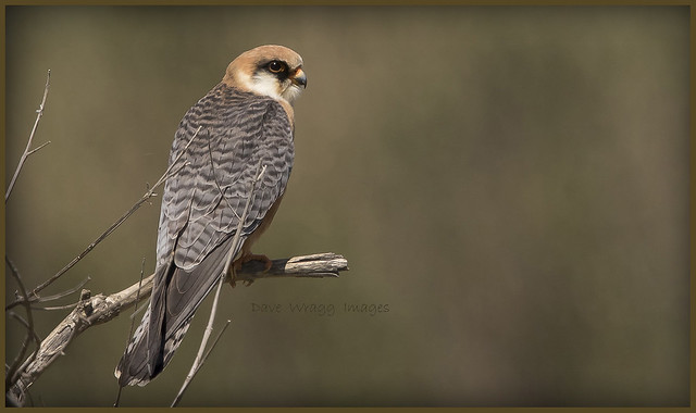 _7889 Red-footed Falcon