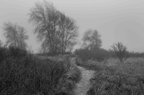 maine spring wells wellsharbor fog morning trees path bw monochrome tree mystery
