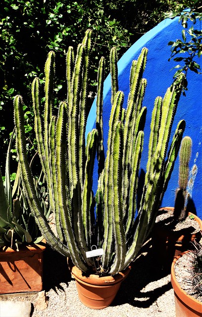 20170831 Tucson Botanical Gardens- Euphorbia canariensis